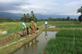 Curah hujan dukung capaian Tanah Datar lampaui target luas tambah tanam