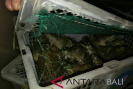 Ratusan Kodok tanpa dokumen gagal masuk Bali