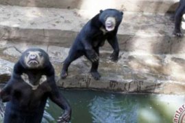 Kondisi Memprihatinkan Satwa Kebun Binatang Riau Viral, Ini Bantahan Pengelola