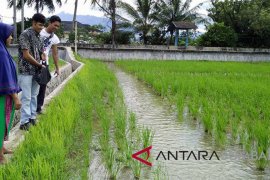 Solok Kembangkan Mina Padi Tingkatkan Ekonomi Masyarakat