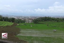 Pemkot Bandung pertahankan sawah abadi