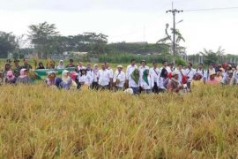 Padi hibrida tingkatkan produktivitas beras