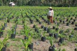 PPKS Medan sudah jual  4.759.126 benih sawit