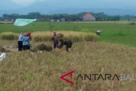 Harga beras Kabupaten Jembrana masih tinggi