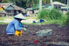 Harga rumput laut dikeluhkan
