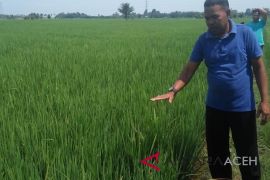 BI kembangkan padi pola "hazton"