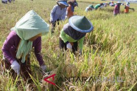 Babinsa Musi Rawas bantu petani panen padi