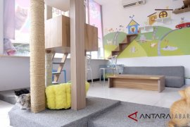 Nyantai ditemani kucing di Lembang