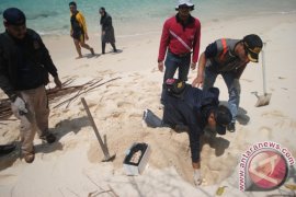 Menteri Susi Perintahkan Tanam Kembali Telor Penyu Di Senoa