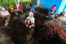 Buruh Ikat Rumput Laut