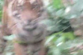 Antara Hidup dan Mati Bertemu dengan Harimau di Inhil, BBKSDA Riau Pertimbangkan Pakai Senjata Bius