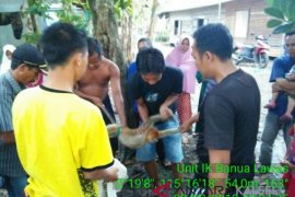 Warga Tabalong Serahkan Bekantan ke Polsek