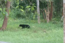 Musim hujan rusa dan primata rawan kena penyakit