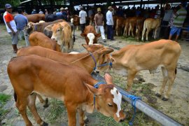 Bantuan 30 bibit sapi untuk poktan Seruyan