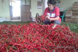 Harga cabai merah di Mukomuko naik