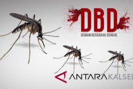 Semua Kecamatan Terserang Demam Berdarah Dengue
