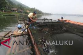 Pengamat: budidaya ikan air tawar kurang prospektif