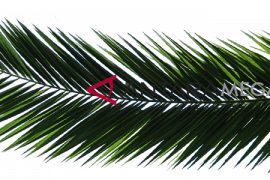 Pakar IPB teliti pakan daun pelepah sawit untuk sapi perah