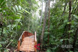 Hutan Pelawan di Namang dikunjungi pelajar dari Jakarta
