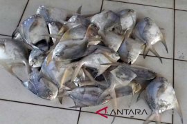 Jelang Imlek, harga bawal putih tembus Rp500 ribu/kg