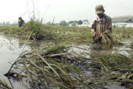 Dinsos salurkan makanan bagi warga terdampak banjir