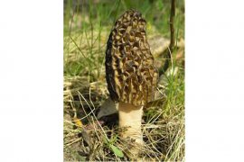 "Morel" jamur langka yang tumbuh di Gunung Rinjani
