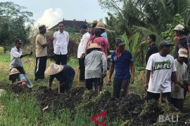 Jokowi "blusukan" ke proyek padat karya di Tabanan