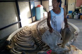 Rangka terdampar di Tambelan diduga paus baleen