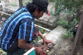 UD Lestari Sigi kembangkan peternakan kura kura