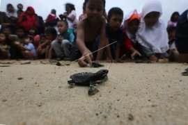 Warga Aceh Jaya selamatkan 117 telur penyu belimbing