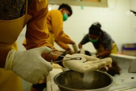 Polisi selidiki kematian Orangutan dengan luka tembak