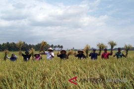 Petani Banyumas nikmati tingginya harga gabah