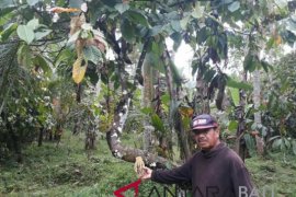 Petani kakao Jembrana hadapi cuaca ekstrem