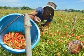 Distan Paser salurkan bantuan kepada 25 poktan cabai