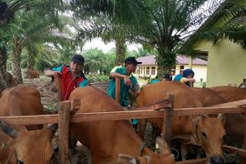 Dua upaya "UPSUS" dilaksanakan Distan Bengkalis