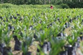 Penjualan benih sawit anjlok di awal tahun 2019