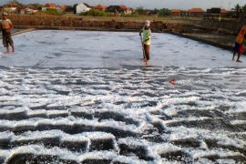 Panen Raya, Harga Garam di Probolinggo Turun