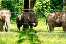 Tabrakan di India, 4 Gajah Tewas, Mesin Kereta Api Rusak
