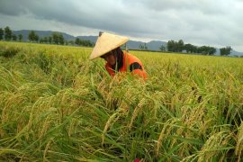 Tahan hama, petani Pati beralih tanam benih padi inpari