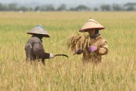 Upah harian tani nasional