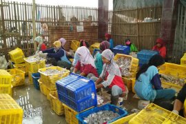 UPI Rembang ditargetkan serap 70 ton ikan