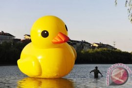 Ilmuwan: mainan bebek karet berwarna kuning "surga" bakteri jahat