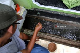 Budidaya Lele di Selokan