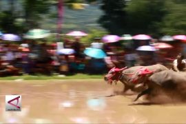 Tradisi tahunan &ldquo;karapan kerbau&rdquo; di Sumbawa