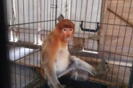 Warga Lok Bontar Temukan Bekantan Yang Nyasar