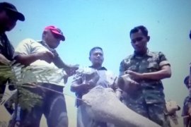 Petani Hutan Ngawi Temukan Fosil Binatang Purbakala