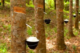 Kebun karet rakyat di Musi Banyuasin mulai diremajakan