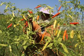 Bantu Ketersediaan Pangan, PKK Jatim Imbau Penanaman Cabai