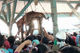 Seekor harimau di tembak