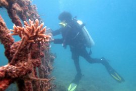 Inilah kondisi taman terumbu karang di kawasan Pulau Ujuang, Kota Pariaman